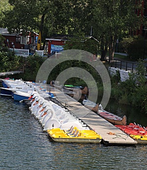 Swan shaped pedal boats