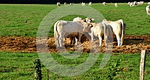 Montreuil sur Epte France - september 19 2023 : cows in a meadow