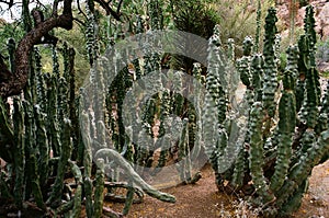 Montrose Totem Pole Cactus