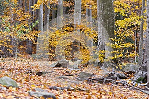 Montseny in autumn