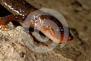 Montseny brook salamander Calotriton arnoldi in Montseny, Gerona, Spain