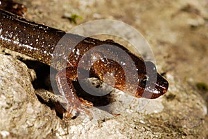 Montseny brook salamander Calotriton arnoldi in Montseny, Gerona, Spain