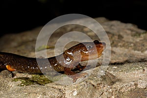 Montseny brook salamander Calotriton arnoldi in Montseny, Gerona, Spain