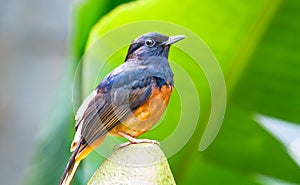 Montserrat Oriole Icterus oberi perched