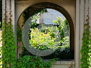 Monument covered by ivy among the tombs in the Jewish cemetery