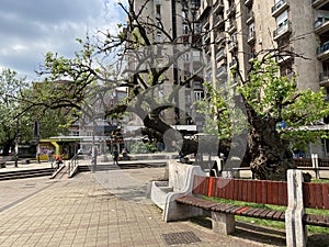 Monument of nature KaraÄ‘orÄ‘e`s Mulberry tree - Spomenik prirode KaraÄ‘orÄ‘ev dud u Smederevu, Smederevo - Serbia / Srbija