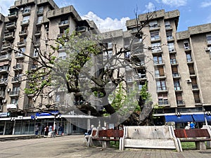 Monument of nature KaraÄ‘orÄ‘e`s Mulberry tree - Spomenik prirode KaraÄ‘orÄ‘ev dud u Smederevu, Smederevo - Serbia / Srbija