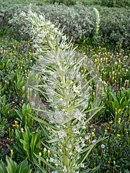 Monument Plant - Green Gentian