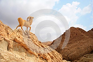 Monument of sheep, chebika, tunisia