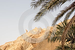 Monument of sheep and palms trees in mountains Atlas, Tunisia, Africa