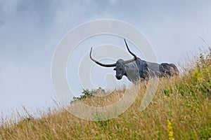 Monument to the bull