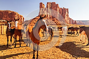 Monument Valley, Utah. Horses in Pen