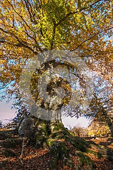 Monumental beech on Canfaito natural reserve