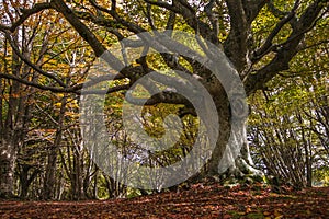 Monumental beech tree, the king of the beech forest