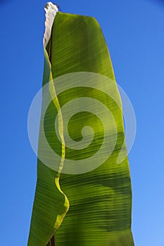 Monumental enigmatic banana leaf photo