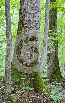 Monumental maple trees in summr Bialowieza Forest