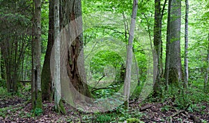 Monumental oak trees of Bialowieza Forest