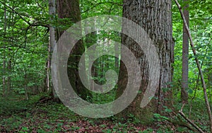 Monumental oak trees of Bialowieza Forest