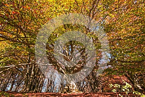 Monumental old beech tree in the Canfaito forest