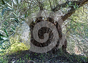 Monumental old olive tree with deformed branches