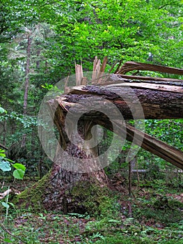 Monumental old spruce broken