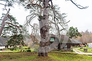 Monumental pine tree in Darte, Latvia photo