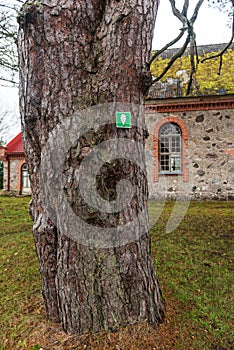 Monumental pine tree in Darte, Latvia photo