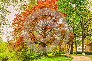 Monumental Red Beech, Fagus sylvatica, at Landgoed Heerlijkheid MariÃ«nwaerdt