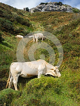 Monutain cows at Basque Country