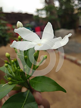 Moobeam flower located in a village of India