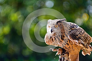 In the mood of attack - Deadly Big Horned Owl photo