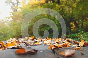 Moody autumn scene background. Golden color leaves scattered on the wooden table in the forest