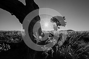 A moody black and white photograph of the sun setting between two acacia trees