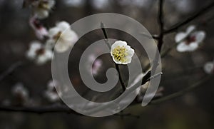 Moody Dark Blackground with a White Flower