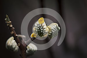 Moody Dark lackground with a White Flower Blossoming