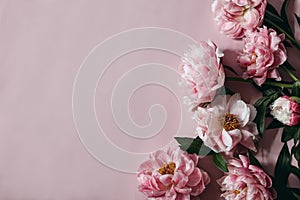 Moody decorative floral corner, banner made of peonies flowers, petals isolated on pink table background. Empty copy