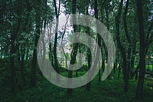 Moody desaturated look of a forest floor with numerous slender trees