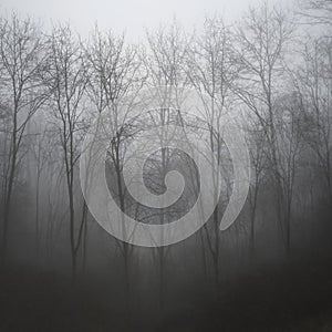 Moody dramatic foggy forest landscape Spring Autumn Fall