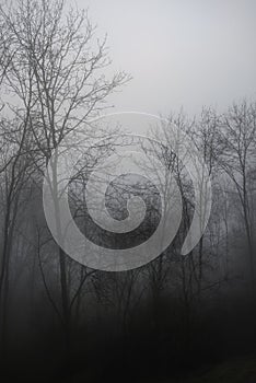 Moody dramatic foggy forest landscape Spring Autumn Fall