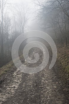 Moody dramatic foggy forest landscape Spring Autumn Fall