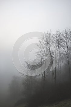 Moody dramatic foggy forest landscape Spring Autumn Fall