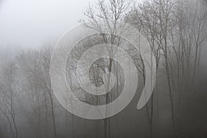 Moody dramatic foggy forest landscape Spring Autumn Fall