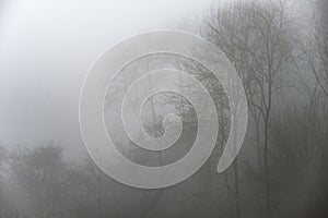 Moody dramatic foggy forest landscape Spring Autumn Fall