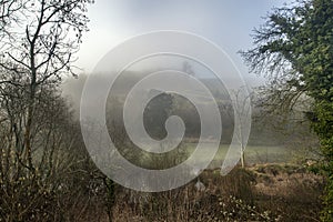 Moody dramatic foggy forest landscape Spring Autumn Fall