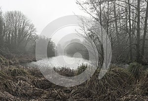 Moody dramatic foggy forest landscape Spring Autumn Fall