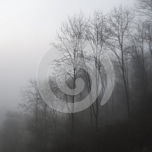 Moody dramatic foggy forest landscape Spring Autumn Fall