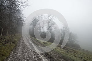 Moody dramatic foggy forest landscape Spring Autumn Fall