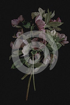 Moody flora background. Bouquet vintage hellebores flowers on a black background. Blur and selective focus. Low key