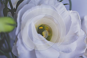 Moody Floral background with White flowers Eustoma or Lisianthus or Irish Rose on blue background with copy space, floral design,