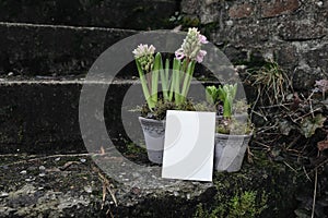 Moody floral springtime still life. Group of pink blooming hyacinth bulbs in flower pots in the garden. Moss and old
